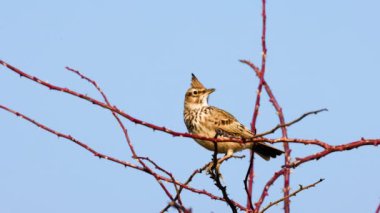 Crested Lark (Galerida cristata) sits on a branch and sings