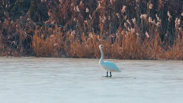 Een Zwaan Die Een Bevroren Meer Loopt — Stockvideo
