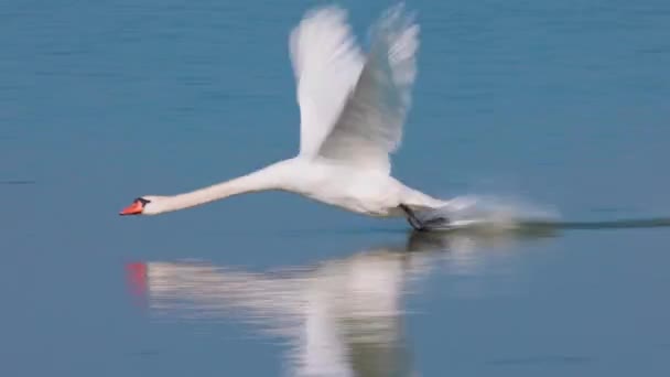 湖で泳ぐ美しい白鳥4K — ストック動画