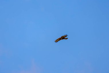beautiful specimen of eagle on the background of the blue sky