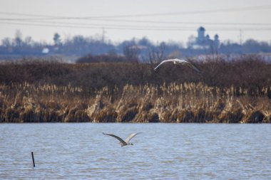 pair of Gray heron in flight (Ardea cinerea)