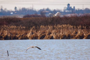 pair of Gray heron in flight (Ardea cinerea)