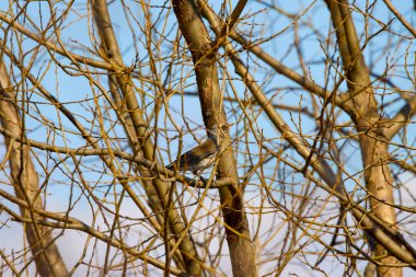 a bird (Turdus pilaris) among the branches of a shrub