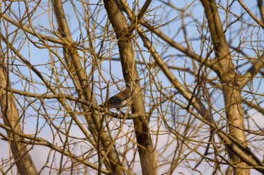 a bird (Turdus pilaris) among the branches of a shrub