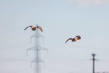 wild ducks in flight on the background of the blue sky