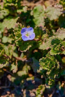 wild flower in a field on a sunny spring day