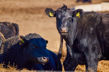 black angus cows on a farm on a sunny day