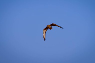 beautiful specimen of eagle on the background of the blue sky