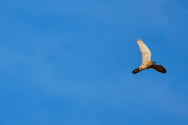 The winter hawk in flight in the blue sky, is characteristic of low wooded areas.