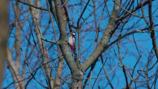 Great Spotted Woodpecker Male Dendrocopos Major While Looking Food Slow — Stock Video
