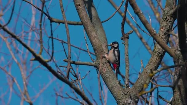 Burung Pelatuk Berbintik Besar Jantan Dendrocopos Mayor Saat Mencari Makanan — Stok Video