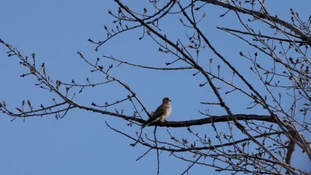 Jovem Falco Nos Ramos Uma Árvore Observando Arredores Dia Ventoso — Vídeo de Stock