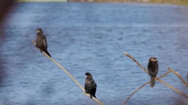 Cormorants Sitting Branches Sticking Out Water River — Stock Video