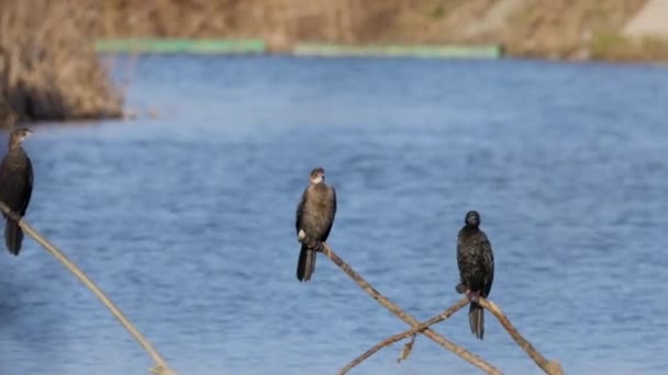 Cormoranes Sentados Ramas Que Sobresalen Del Agua Río — Vídeos de Stock