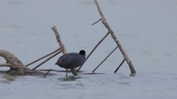 Fulica Atra Standing Next Some Tree Branches Water Prepare Its — Stock Video