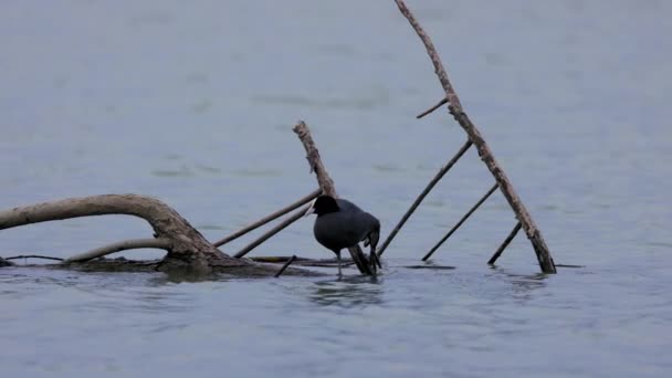 富丽卡 Fulica Atra 站在水面上的一些树枝旁边准备筑巢 — 图库视频影像