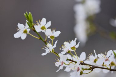 Çilek ağacının filizlenen dalı.