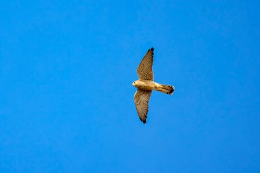 (Gökyüzünün mavi arka planında uçmakta olan Accipiter nisus