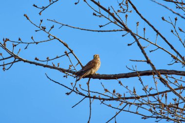 bir ağaç dalında (Accipiter nisus).
