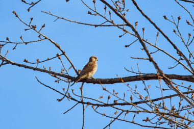 bir ağaç dalında (Accipiter nisus).