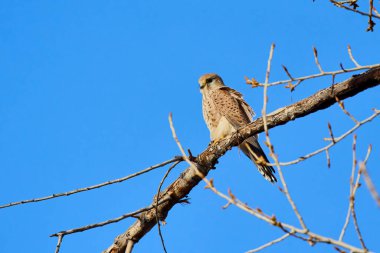 bir ağaç dalında (Accipiter nisus).