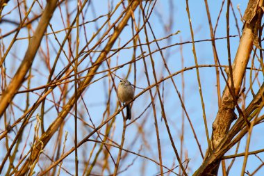 Uzun kuyruk baştankara bir dalda açık tünemiş