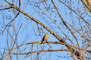 bir ağaç dalında (Accipiter nisus).