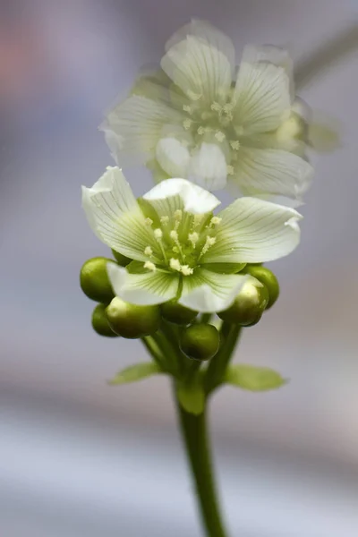 Kwiat Dionaea Muscipula Jest Mięsożerną Rośliną Która Łapie Trawi Zdobycz — Zdjęcie stockowe