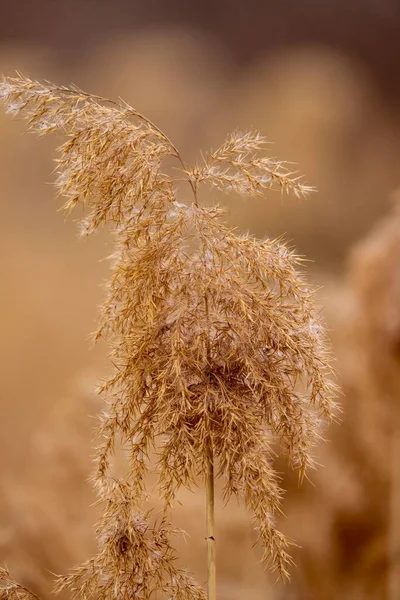 葦の種に乾燥した葦 太陽の下で秋に黄金の葦の草 — ストック写真