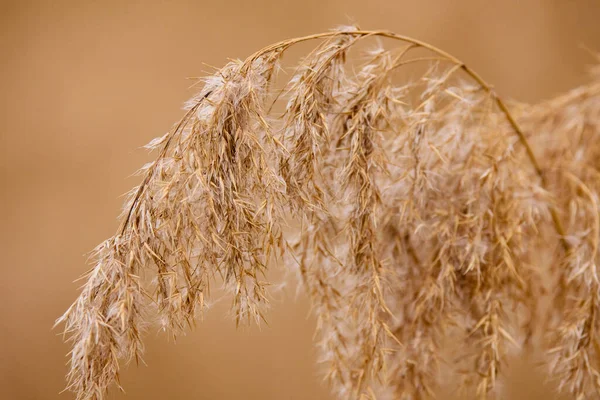 葦の種に乾燥した葦 太陽の下で秋に黄金の葦の草 — ストック写真