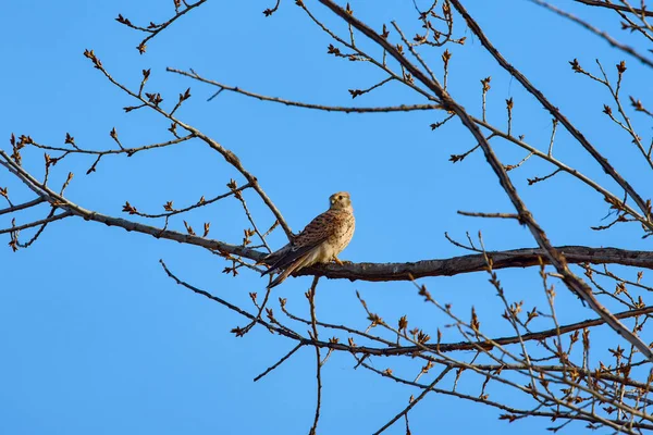 bir ağaç dalında (Accipiter nisus).