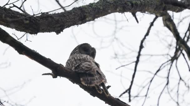 Yırtıcı Kuş Strix Aluco Yakalanmış Bir Tavşanla Bir Ağaç Dalında — Stok video