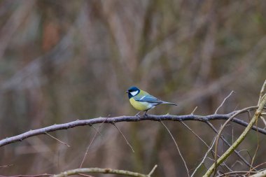 Mavi baştankara (Parus caeruleus) bir dal üzerinde tünemiş