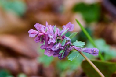 Bir bahar günü orman çiçekleriyle kapanıyor.