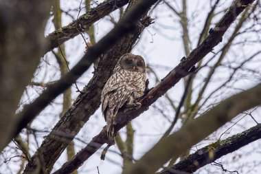 Yırtıcı kuş (Strix aluco) yakalanmış bir tavşanla bir ağaç dalında oturur.