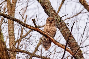 Yırtıcı kuş (Strix aluco) yakalanmış bir tavşanla bir ağaç dalında oturur.
