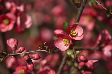 Bir bahar günü çiçek açan ağaç dalları