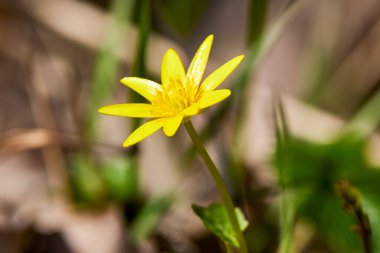 Bir bahar günü orman çiçekleriyle kapanıyor.