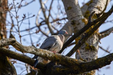 Parktaki bir ağaç dalında vahşi bir güvercin