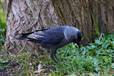 Yuva yapmak için saman arayan bir karga.