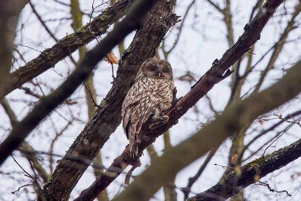 stock image Bird of prey (Strix aluco) with a captured rabbit sits on a tree branch.