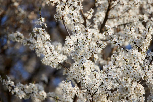 Kwitnące Gałęzie Drzew Wiosenny Dzień — Zdjęcie stockowe