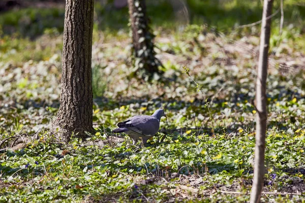 a wild pigeon Through the park walks through the grass