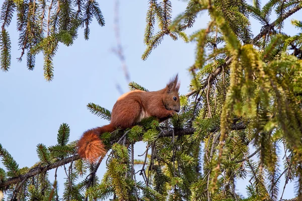 Ein Eichhörnchen Auf Einem Ast Einem Frühlingstag — Stockfoto