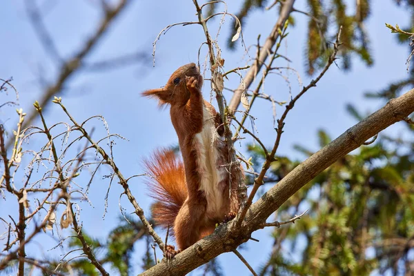 Ein Eichhörnchen Auf Einem Ast Einem Frühlingstag — Stockfoto