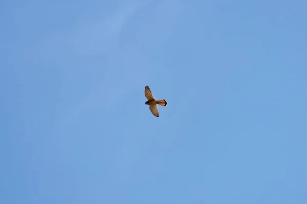 Beautiful Specimen Eagle Background Blue Sky — Stockfoto
