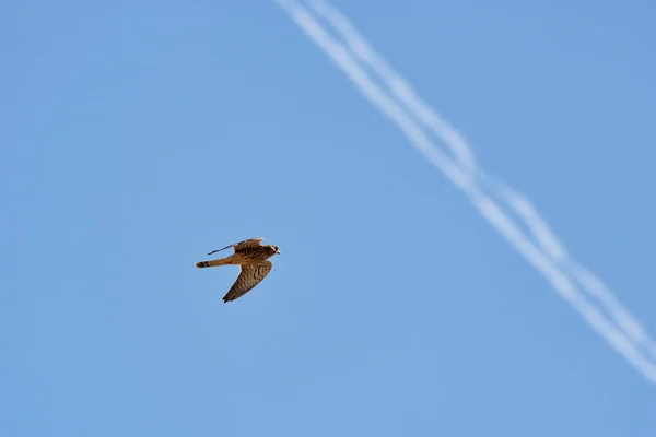 Beautiful Specimen Eagle Background Blue Sky — Stockfoto