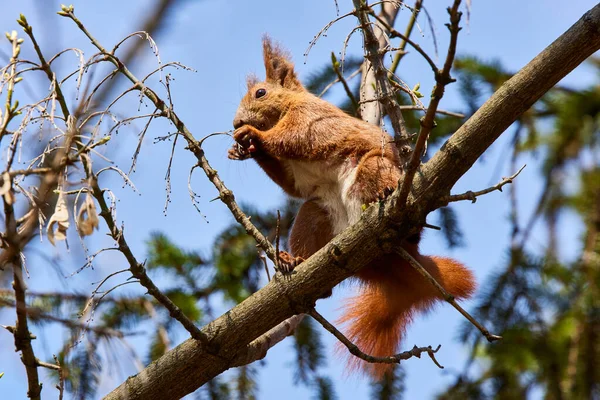 Esquilo Galho Árvore Dia Primavera — Fotografia de Stock