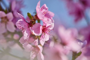 Bahar mevsiminde bir şeftali ağacının filizlenen dalının görüntüsü..