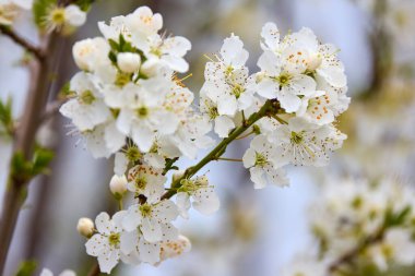 Bahar mevsiminde kiraz ağacının filizlenen dalının görüntüsü..